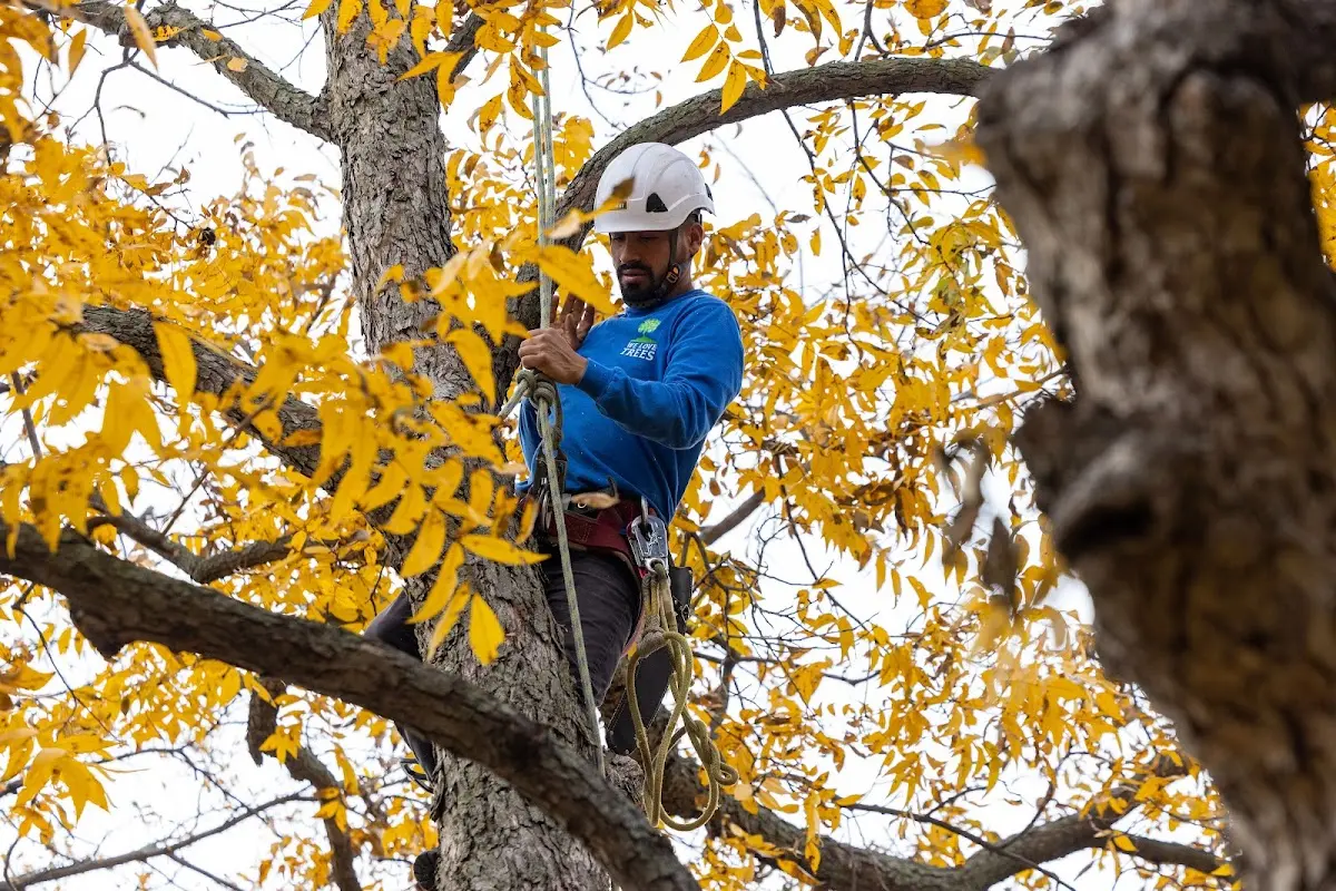 Skilled Tree Transplanting crew working in Utica